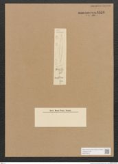 Diatomeae indet. Zeichnungen Sammlung Grunow Nr. 4556 (NHMW-BOT-W0372518)